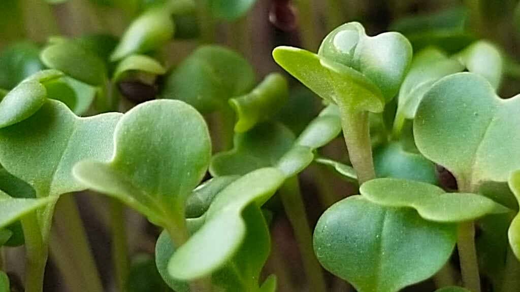 microgreens for weight loss