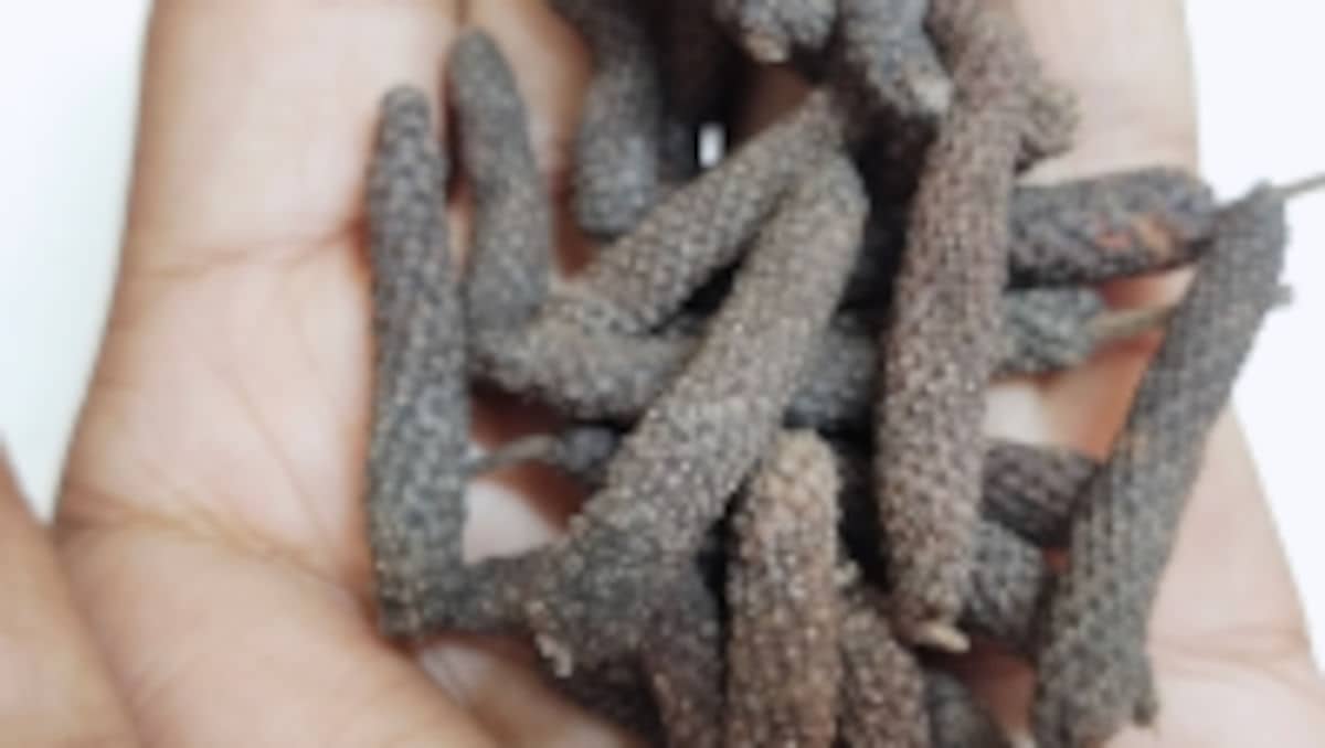 Long pepper, also known as pippali , piper longum, Thippali in Malayalam